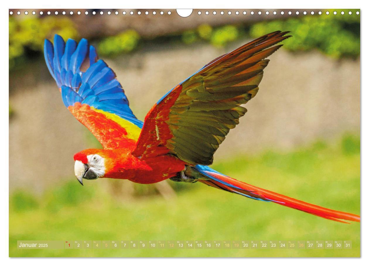 Bild: 9783383777998 | Papageien: Farbenpracht im Flug (Wandkalender 2025 DIN A3 quer),...