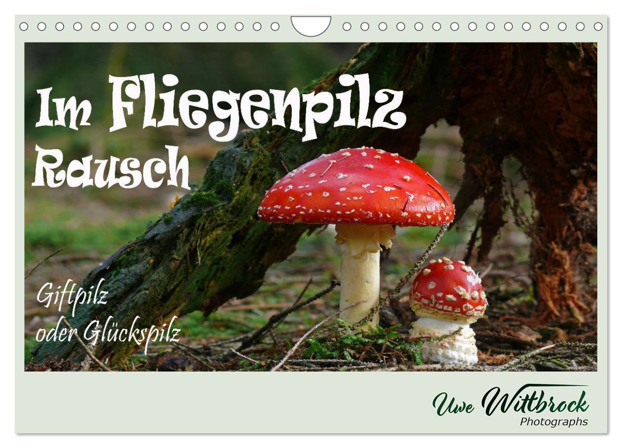 Cover: 9783675411333 | Im Fliegenpilz Rausch (Wandkalender 2024 DIN A4 quer), CALVENDO...