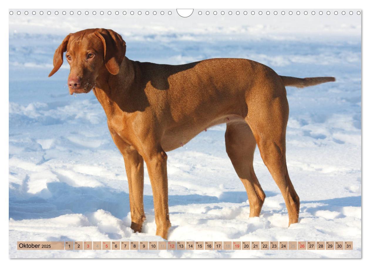 Bild: 9783435794508 | Magyar Vizsla - Vielseitiger Jagdhund mit Familienanschluss...