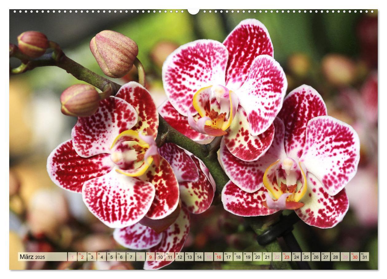 Bild: 9783383765100 | Beliebte Orchideen (Wandkalender 2025 DIN A2 quer), CALVENDO...