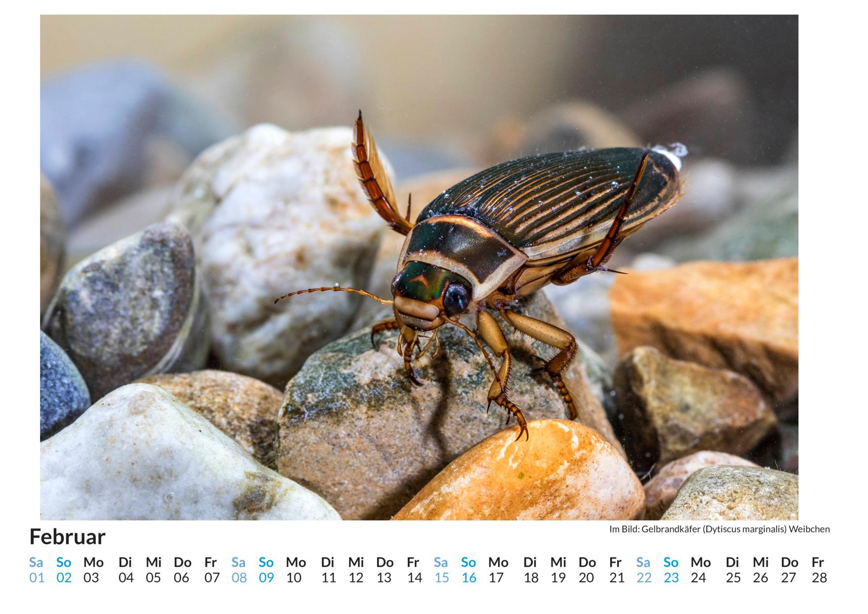 Bild: 9783759122421 | Insekten - (Wandkalender 2025, Kalender DIN A4 quer, Monatskalender...