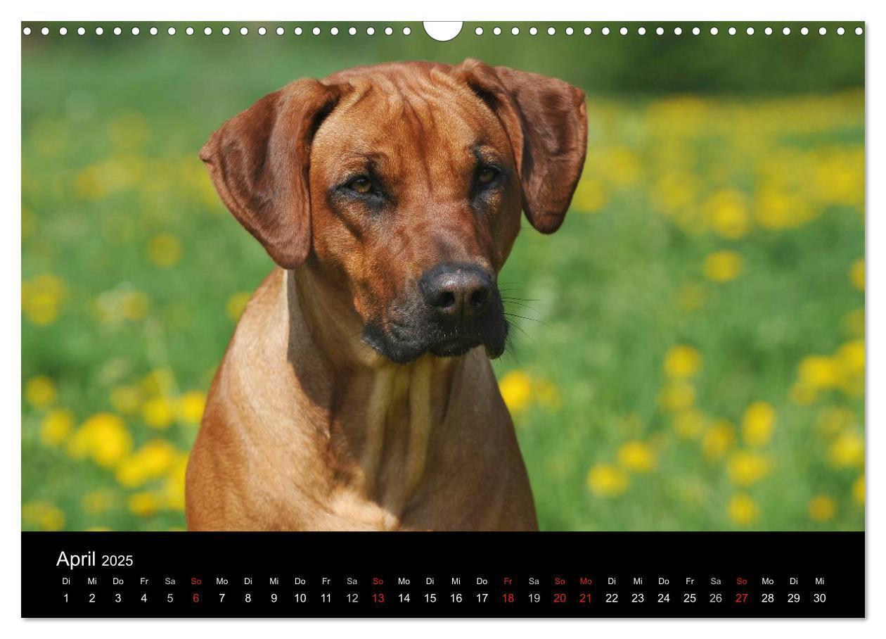 Bild: 9783435759750 | Rhodesian Ridgeback 2025 (Wandkalender 2025 DIN A3 quer), CALVENDO...