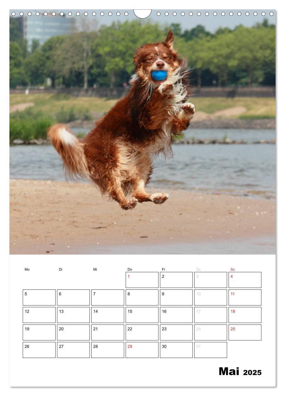 Bild: 9783457080207 | Australian Shepherd (Wandkalender 2025 DIN A3 hoch), CALVENDO...