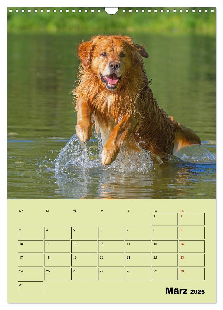 Bild: 9783435960002 | Jahresplaner Golden Retriever (Wandkalender 2025 DIN A3 hoch),...