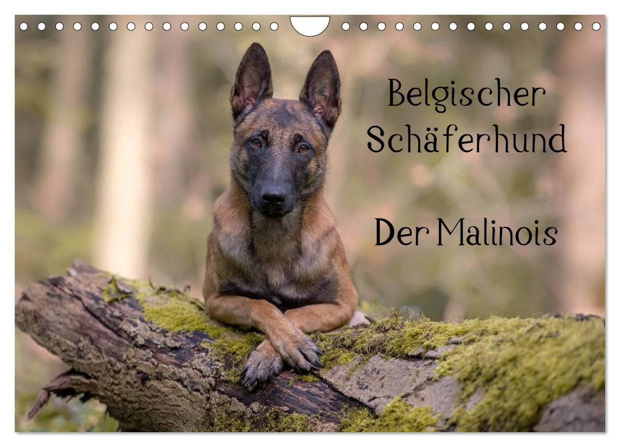Cover: 9783675475809 | Belgischer Schäferhund - Der Malinois (Wandkalender 2024 DIN A4...