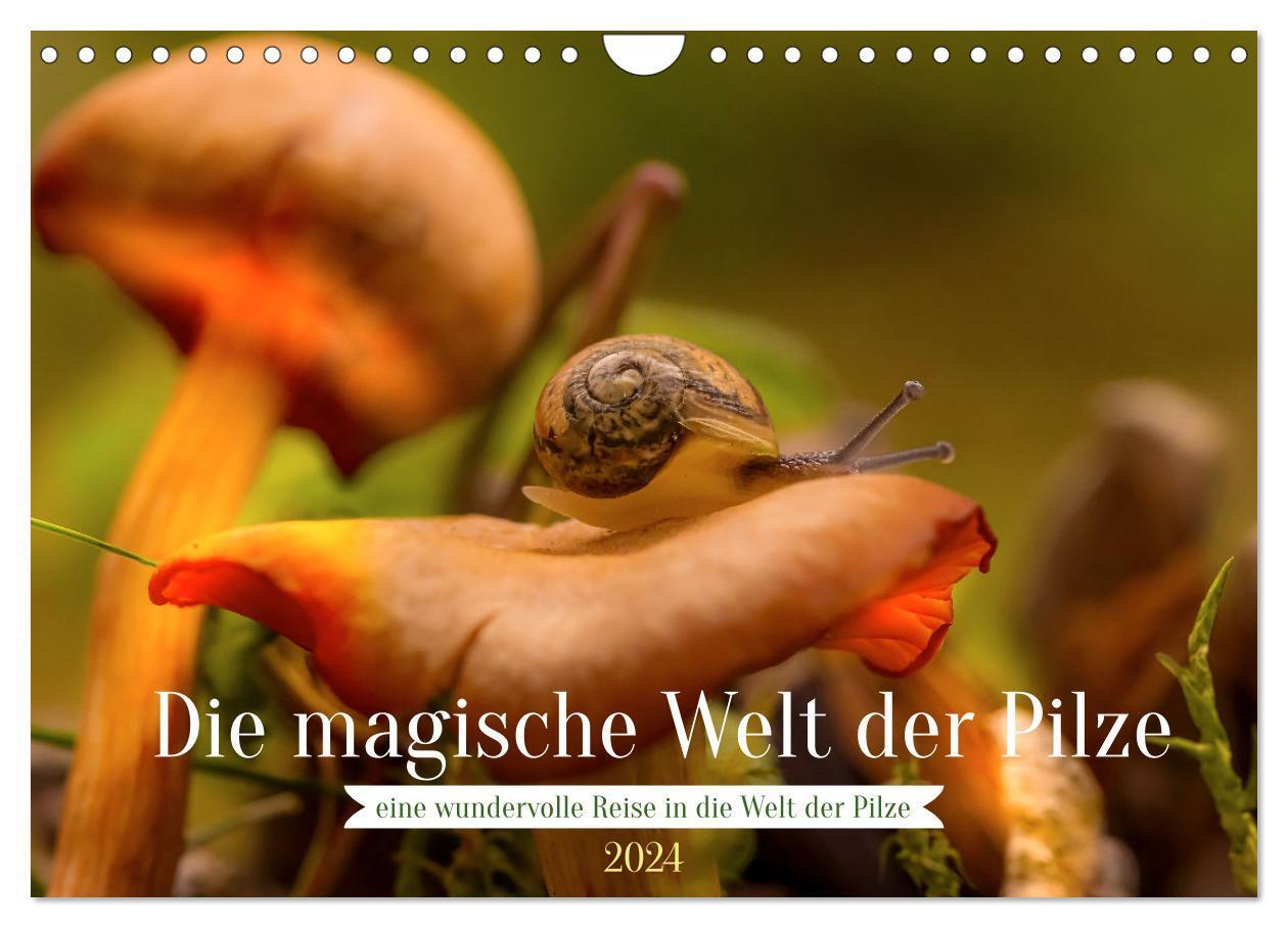 Cover: 9783675971394 | Die magische Welt der Pilze (Wandkalender 2024 DIN A4 quer),...