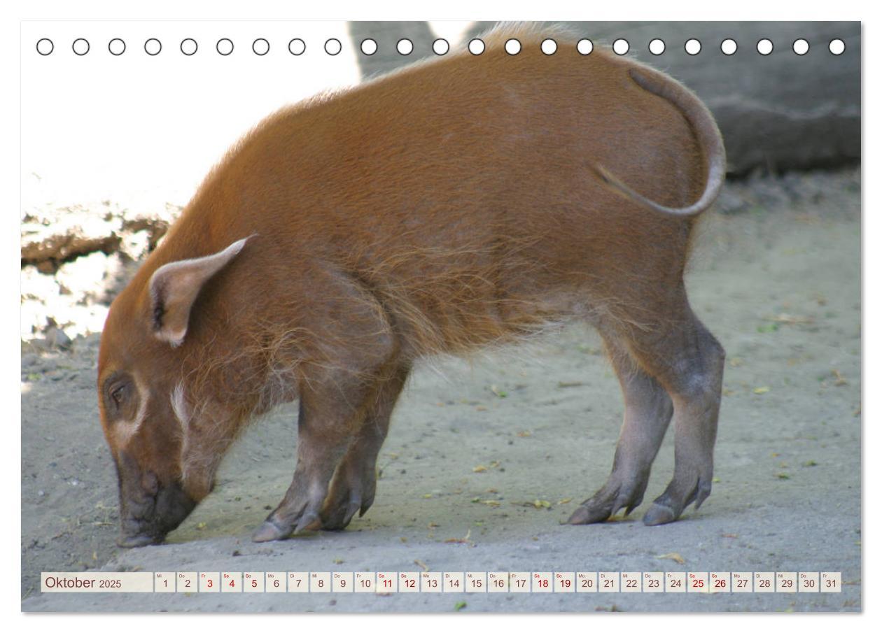 Bild: 9783435410293 | Tierische Schweinerei (Tischkalender 2025 DIN A5 quer), CALVENDO...