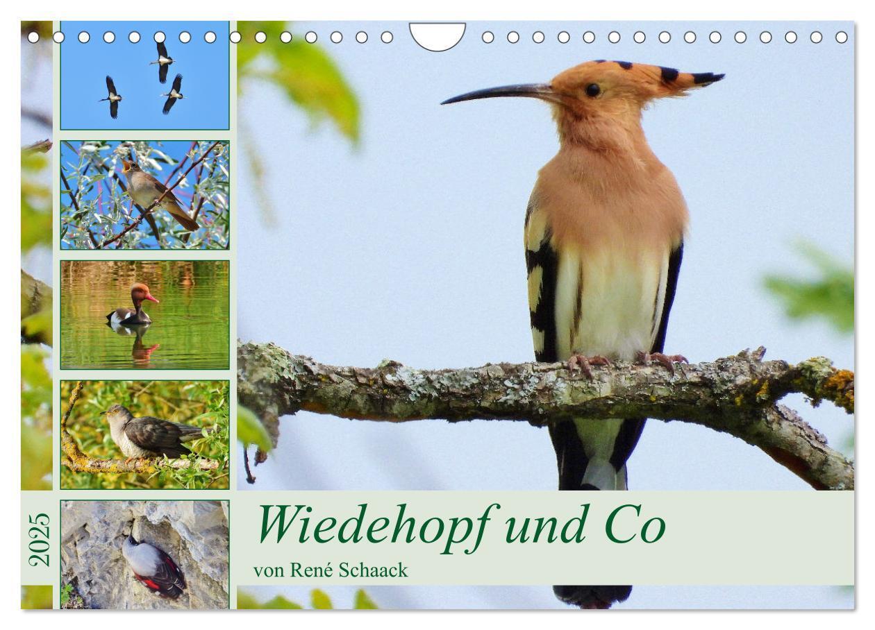 Cover: 9783383790669 | Wiedehopf und Co - von René Schaack (Wandkalender 2025 DIN A4...