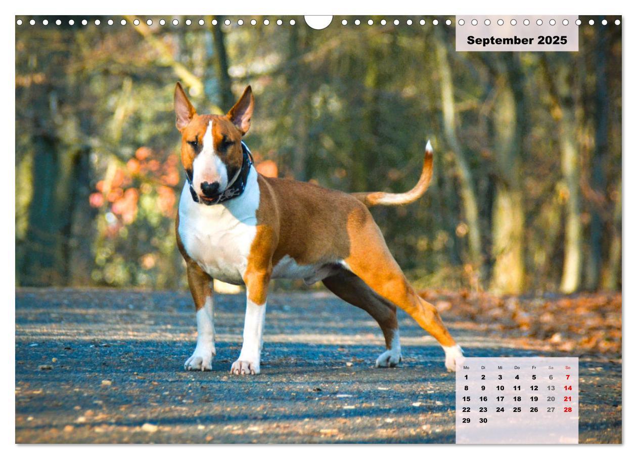 Bild: 9783383947117 | Bullterrier. Freudiges Wesen und Charakter (Wandkalender 2025 DIN...