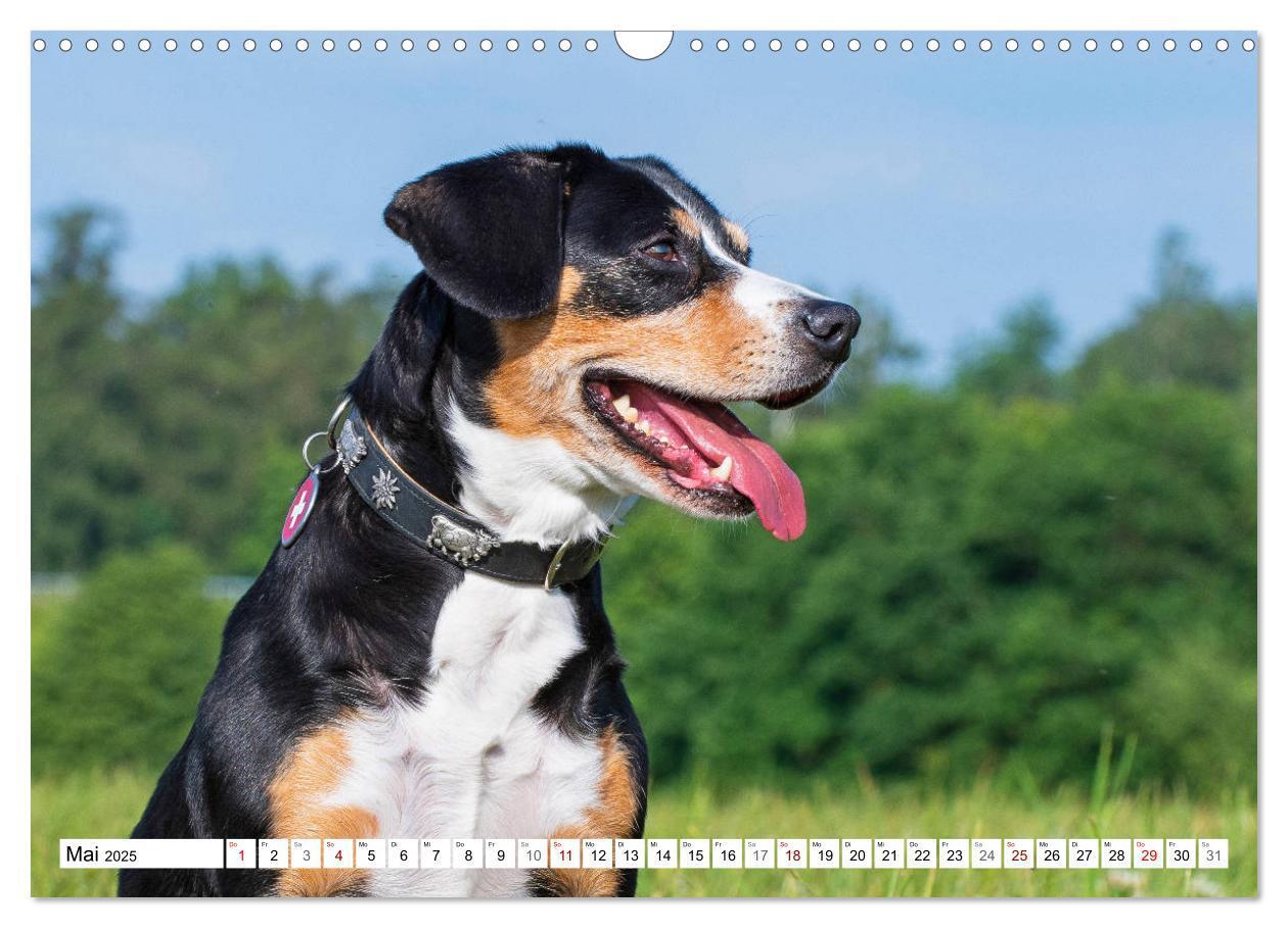 Bild: 9783435313051 | Mein bester Freund - Entlebucher Sennenhund (Wandkalender 2025 DIN...