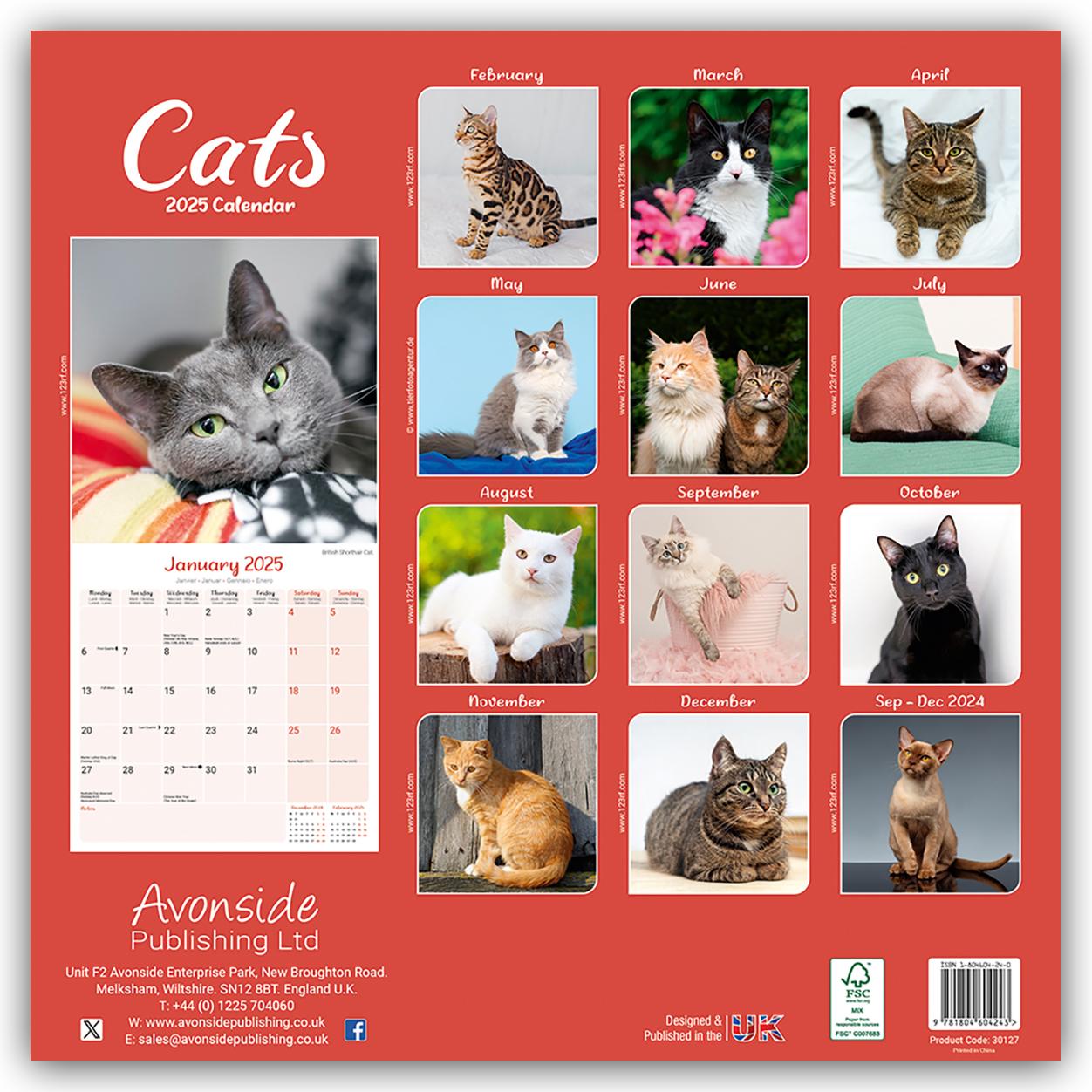 Rückseite: 9781804604243 | Cats - Katzen 2025 - 16-Monatskalender | Avonside Publishing | 13 S.