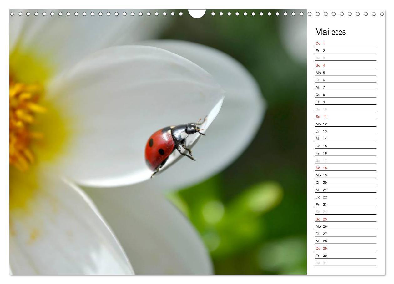 Bild: 9783435787067 | Marienkäfer 2025 (Wandkalender 2025 DIN A3 quer), CALVENDO...