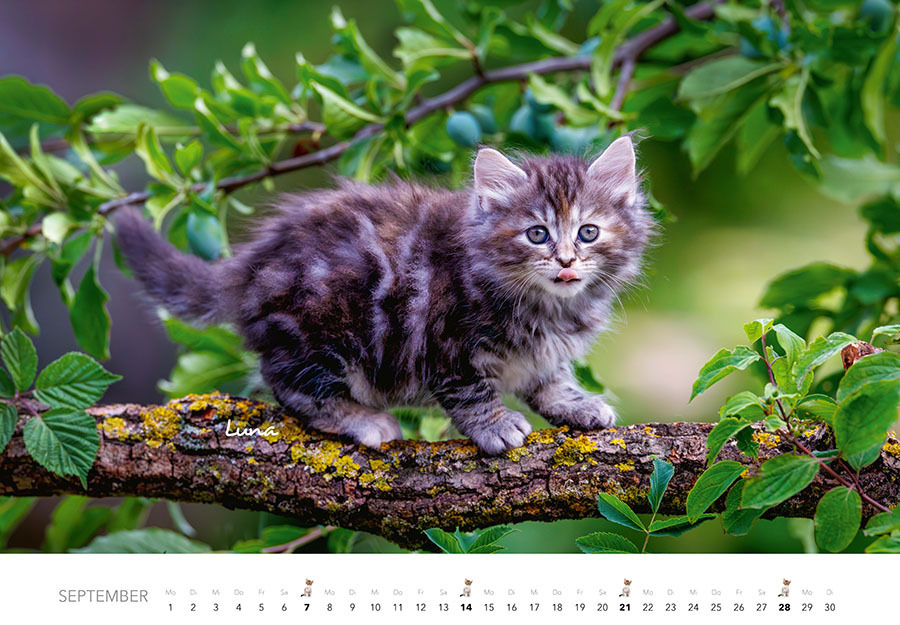 Bild: 9783966648349 | Tierkinder auf dem Bauernhof Kalender 2025 | J.-L. Klein (u. a.)