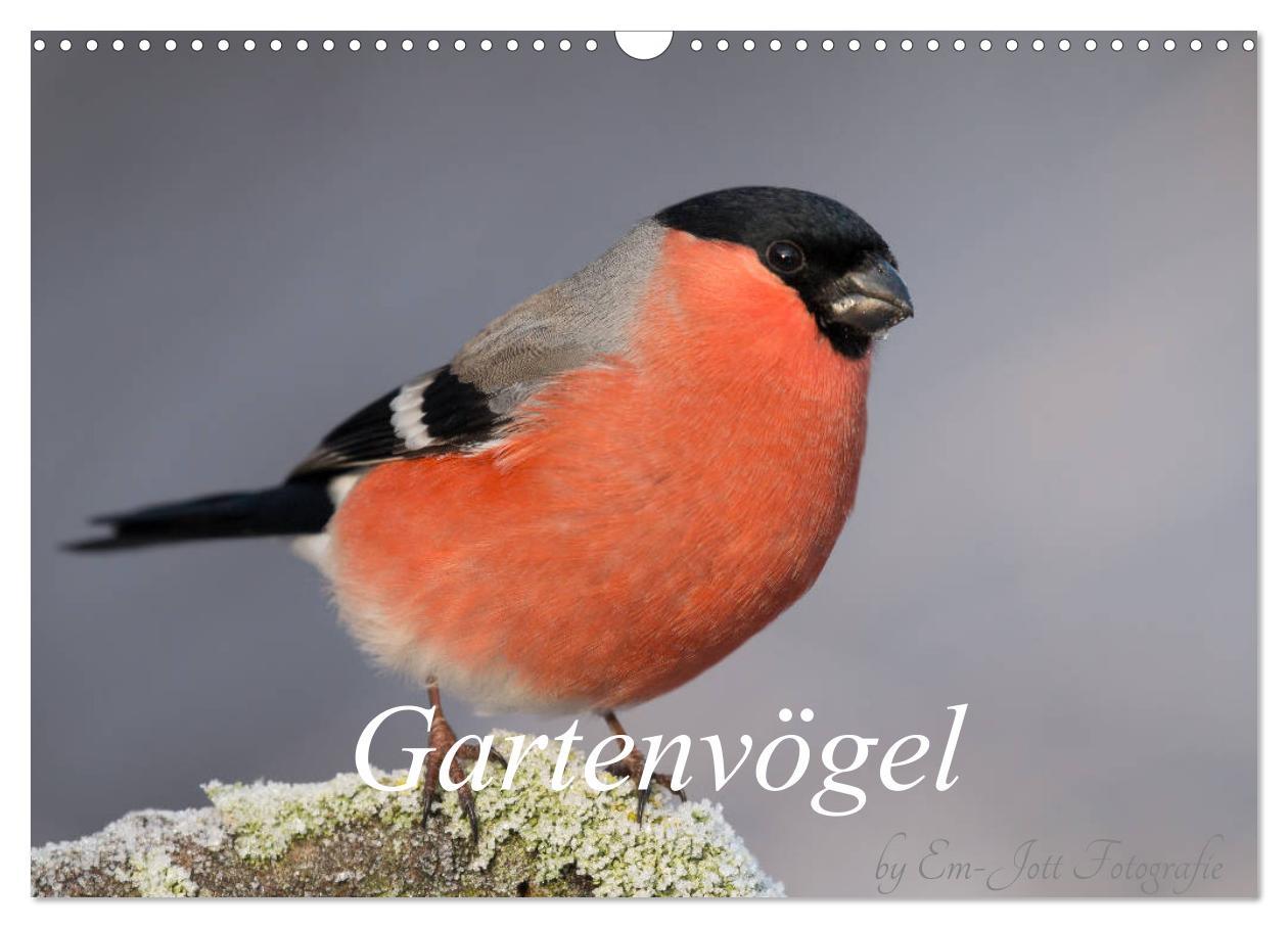 Cover: 9783435381128 | Vögel aus dem Garten (Wandkalender 2025 DIN A3 quer), CALVENDO...