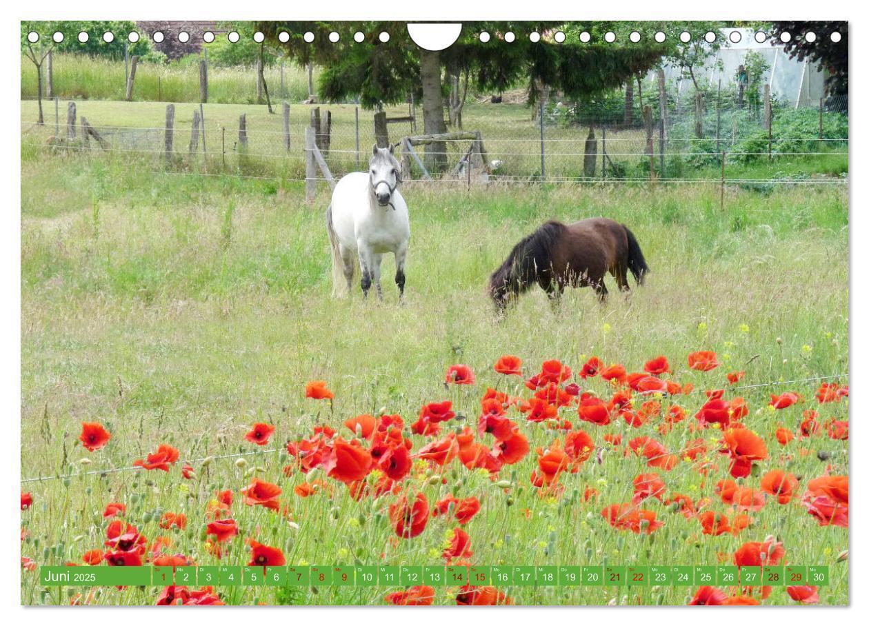 Bild: 9783383961953 | Wunderschöne Mecklenburgische Seenplatte (Wandkalender 2025 DIN A4...