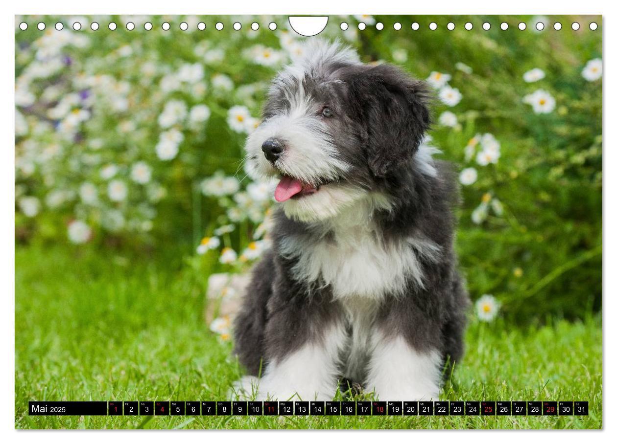 Bild: 9783435573851 | Liebenswerter Clown Bearded Collie (Wandkalender 2025 DIN A4 quer),...