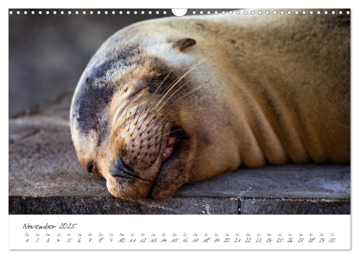 Bild: 9783383882302 | Wildes Galapagos - Die Tiere der Galapagos Inseln (Wandkalender...