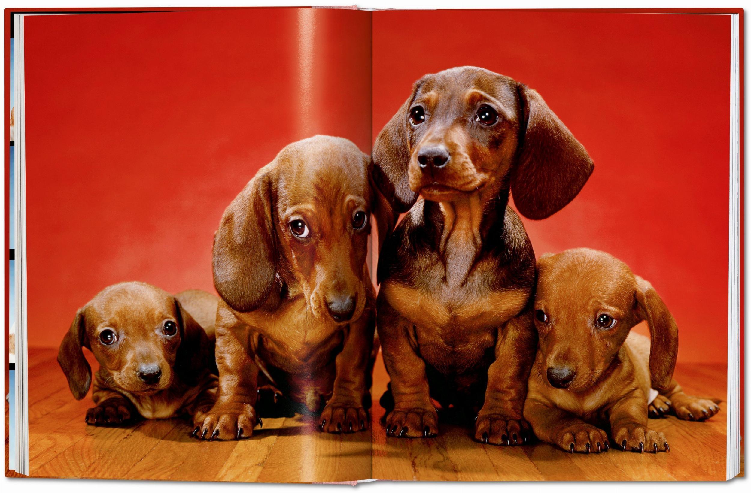 Bild: 9783836584296 | Walter Chandoha. Dogs. Photographs 1941-1991 | Reuel Golden | Buch