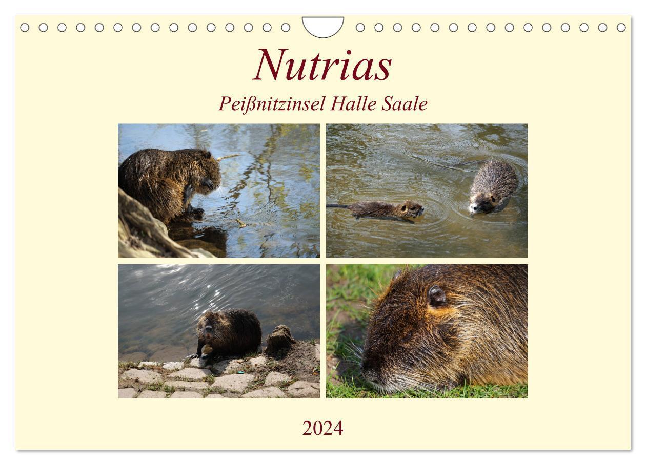 Cover: 9783383023712 | Nutrias Peißnitzinsel Halle Saale (Wandkalender 2024 DIN A4 quer),...