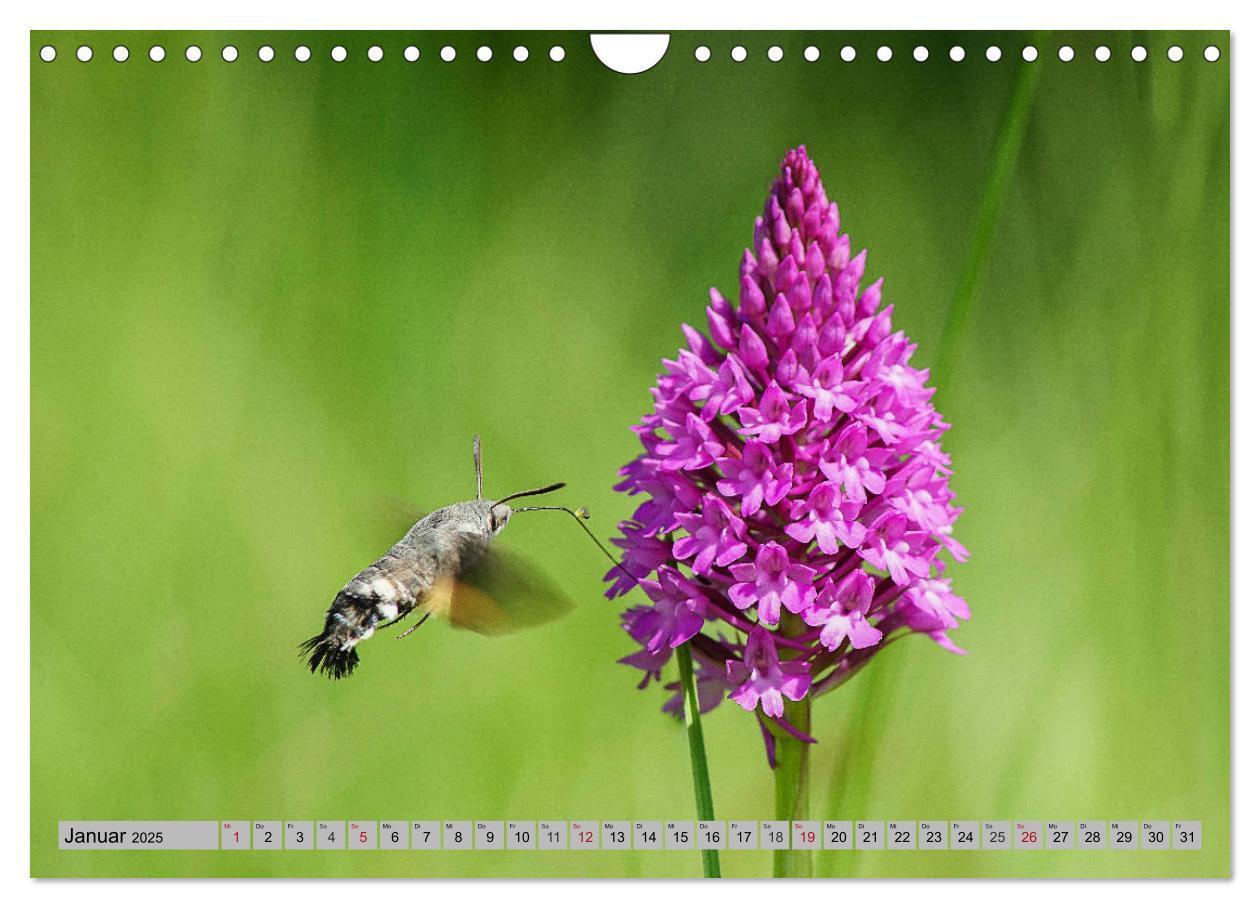 Bild: 9783435537204 | Orchideenwiese 2025 (Wandkalender 2025 DIN A4 quer), CALVENDO...