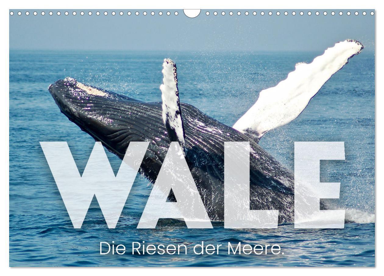 Cover: 9783675910263 | Wale - Die Riesen der Meere. (Wandkalender 2024 DIN A3 quer),...
