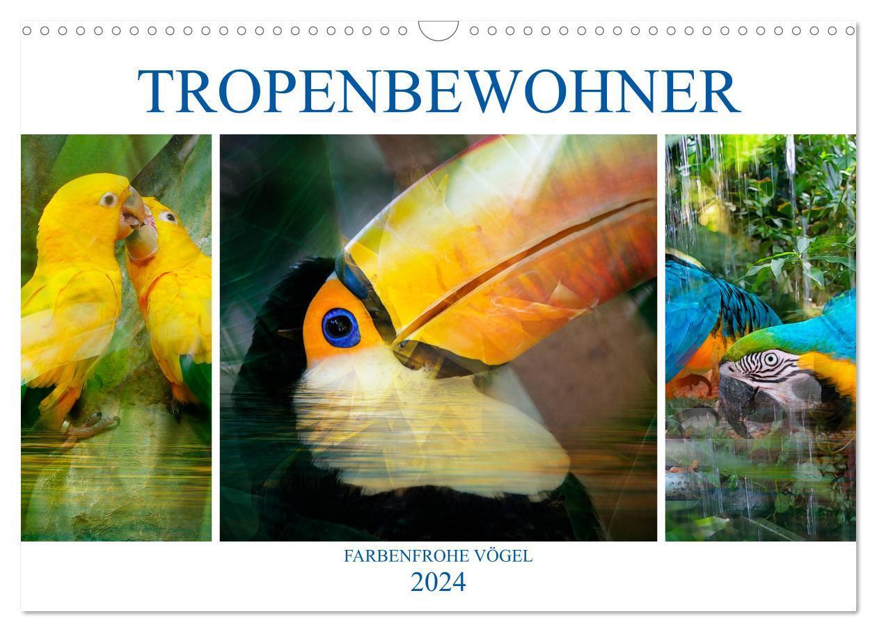 Cover: 9783383212062 | Tropenbewohner - farbenfrohe Vögel (Wandkalender 2024 DIN A3 quer),...