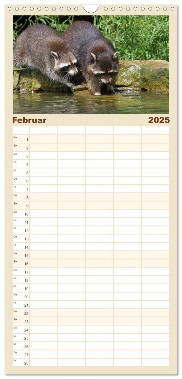 Bild: 9783457126653 | Familienplaner 2025 - Waschbären mit 5 Spalten (Wandkalender, 21 x...