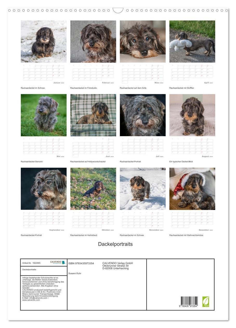 Bild: 9783435973354 | Dackelportraits (Wandkalender 2025 DIN A2 hoch), CALVENDO...