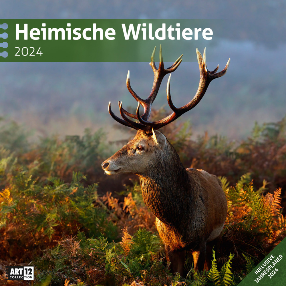 Cover: 9783838444260 | Heimische Wildtiere Kalender 2024 - 30x30 | Ackermann Kunstverlag