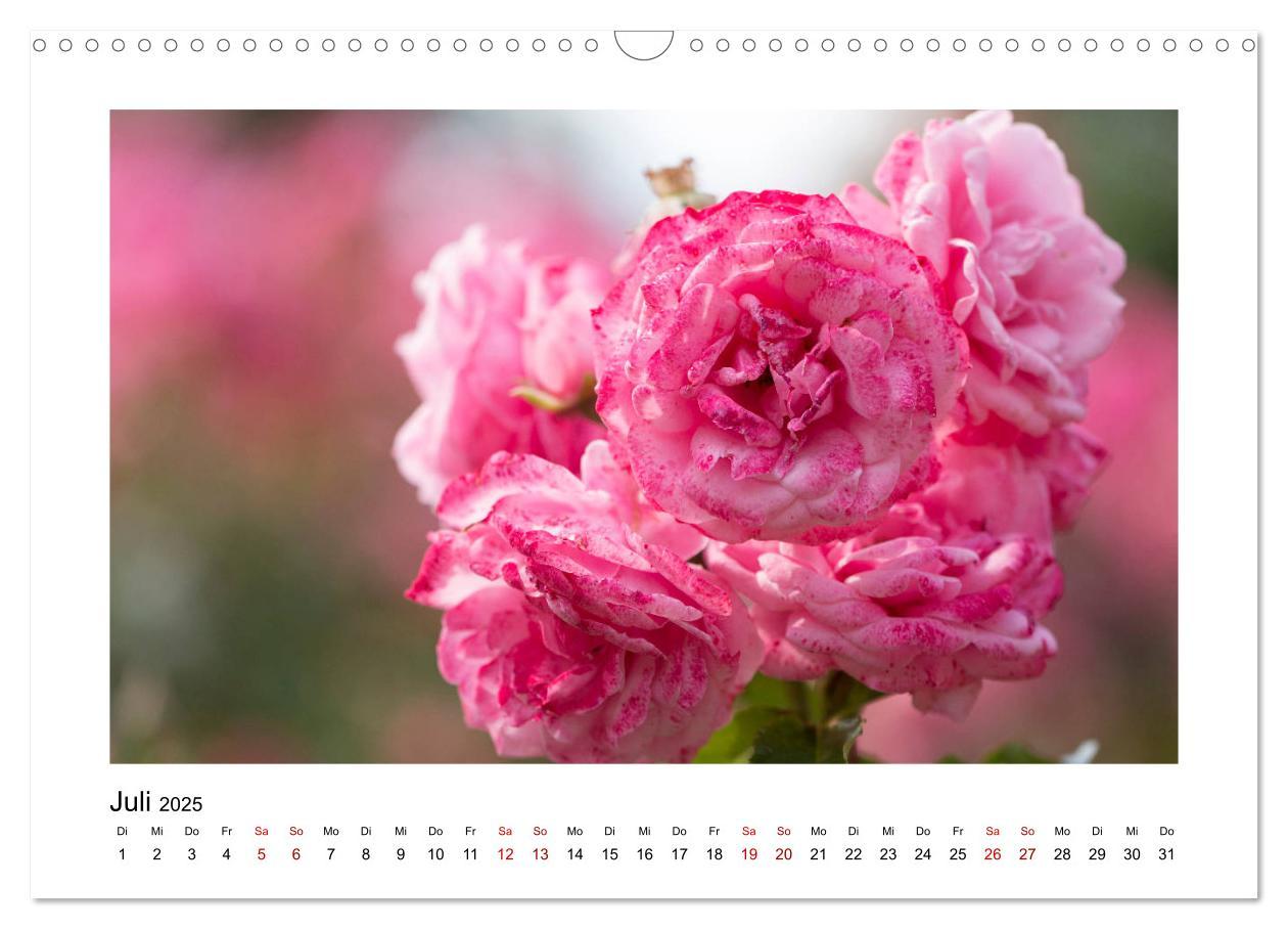 Bild: 9783435251568 | Rosa Blütentraum (Wandkalender 2025 DIN A3 quer), CALVENDO...