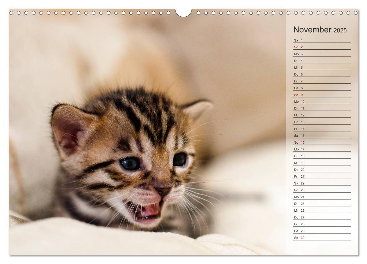 Bild: 9783435593071 | Die Bengalkatze. Edition Jungtiere (Wandkalender 2025 DIN A3 quer),...