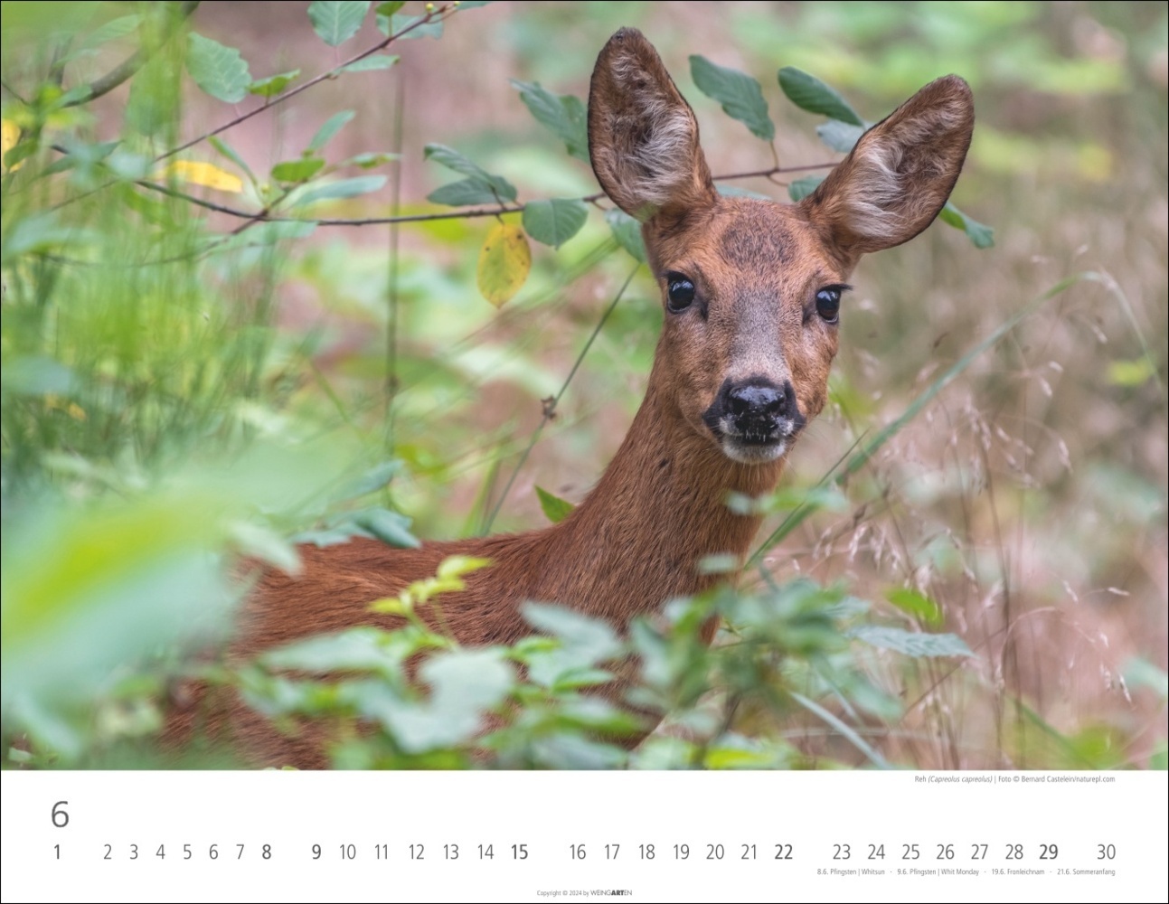 Bild: 9783839901144 | Heimische Wildtiere Kalender 2025 | Kalender | Spiralbindung | 14 S.