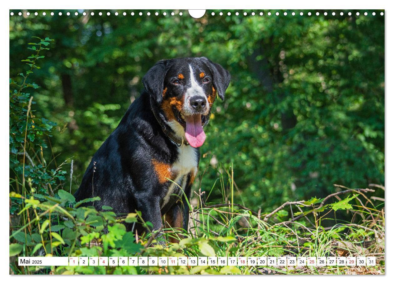 Bild: 9783435112630 | Appenzeller Sennenhund - Ein Schweizer auf 4 Pfoten (Wandkalender...