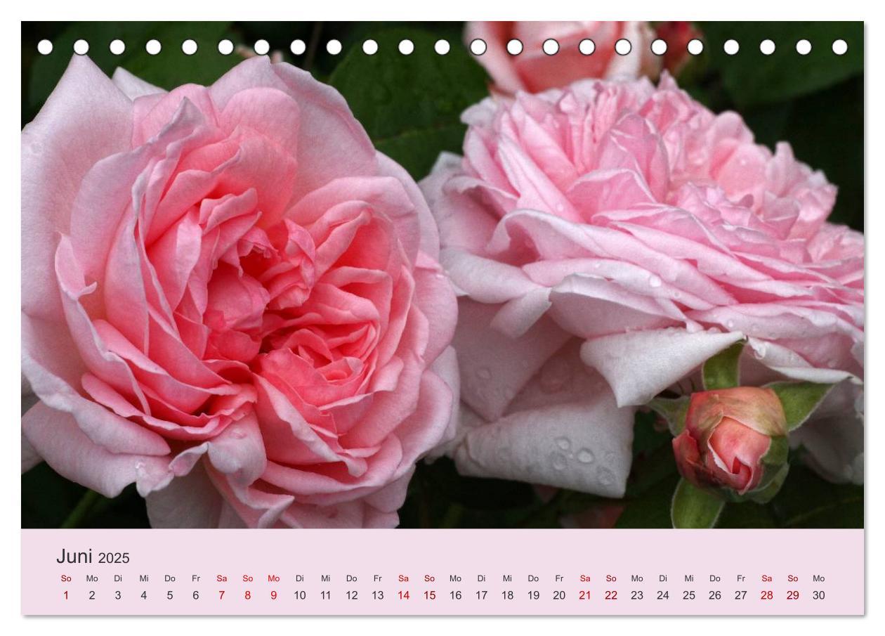 Bild: 9783435452309 | Rosen Reigen im Garten (Tischkalender 2025 DIN A5 quer), CALVENDO...