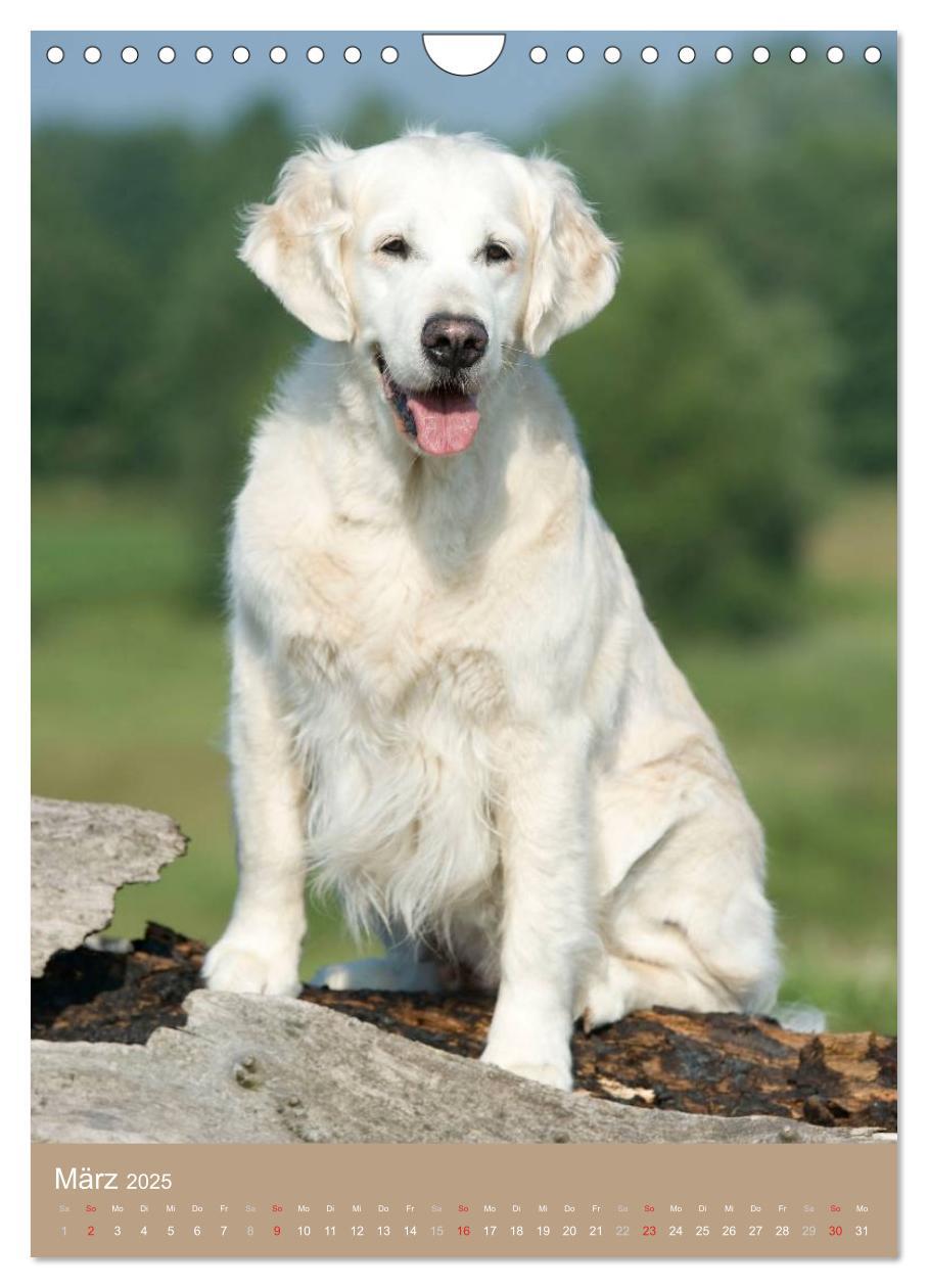 Bild: 9783457065129 | Golden Retriever (Wandkalender 2025 DIN A4 hoch), CALVENDO...