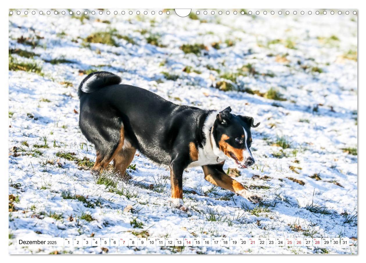 Bild: 9783435332441 | Appenzeller Sennenhunde (Wandkalender 2025 DIN A3 quer), CALVENDO...