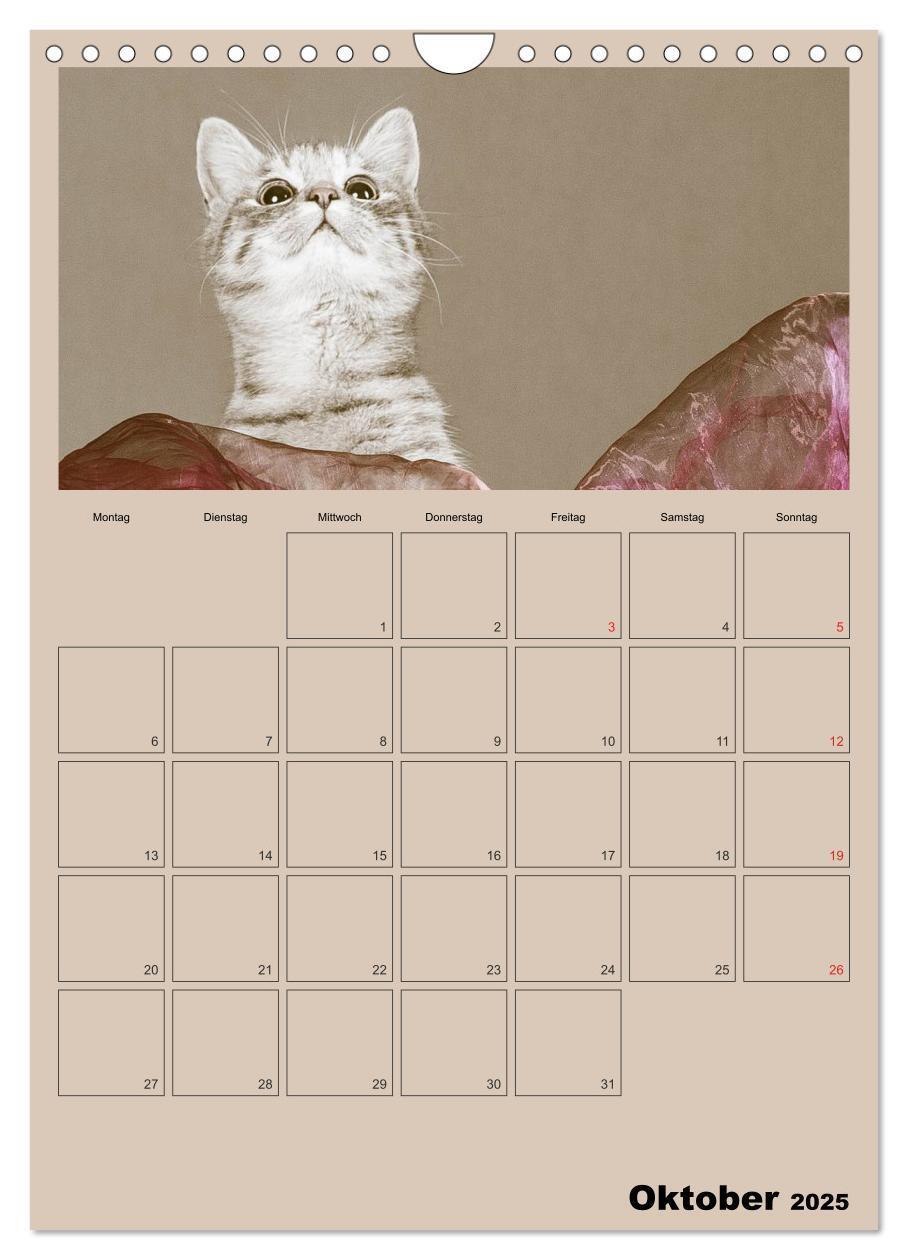 Bild: 9783457060391 | Mit Katzen durchs Jahr / Planer (Wandkalender 2025 DIN A4 hoch),...