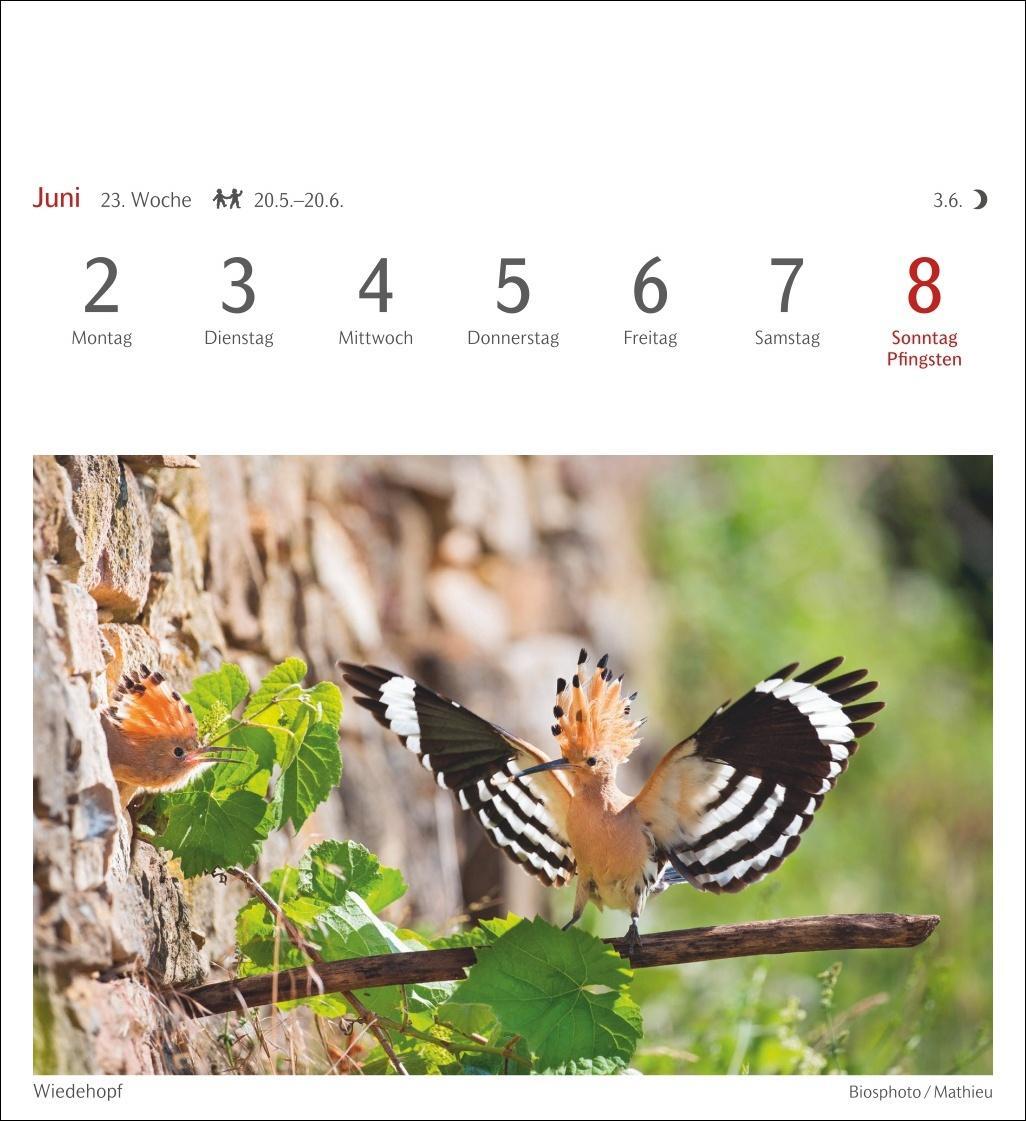Bild: 9783840034213 | Heimische Vögel Postkartenkalender 2025 - Wochenkalender mit 53...
