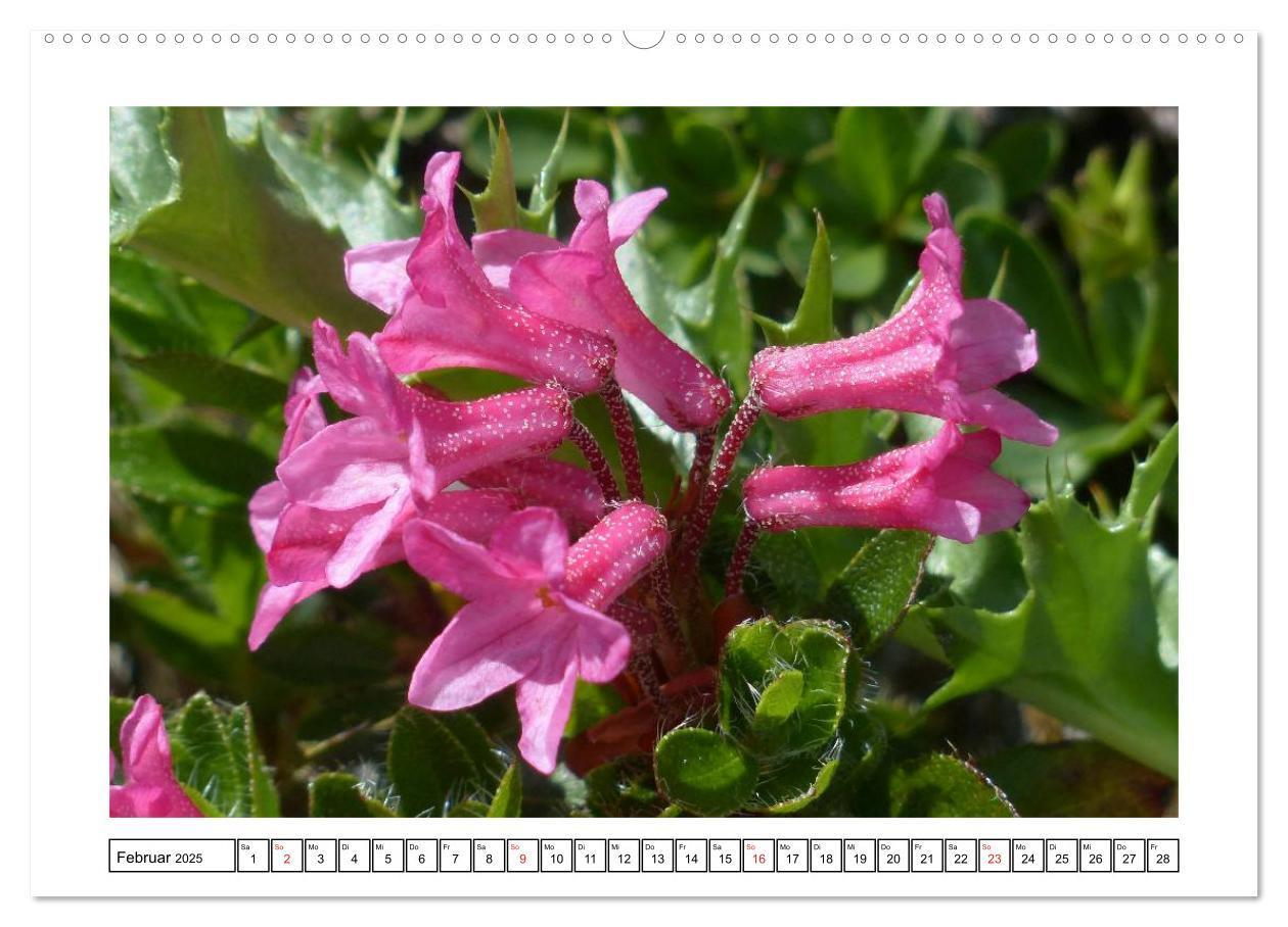 Bild: 9783435598649 | Alpenblumen. Bunte Welt in luftiger Höhe (Wandkalender 2025 DIN A2...