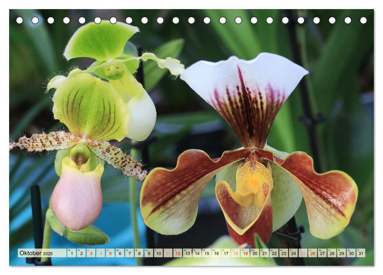 Bild: 9783383765131 | Beliebte Orchideen (Tischkalender 2025 DIN A5 quer), CALVENDO...