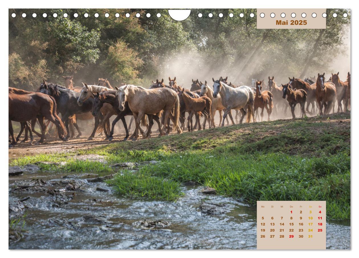 Bild: 9783435105823 | Pferde - Andalusiens wilder Westen (Wandkalender 2025 DIN A4 quer),...