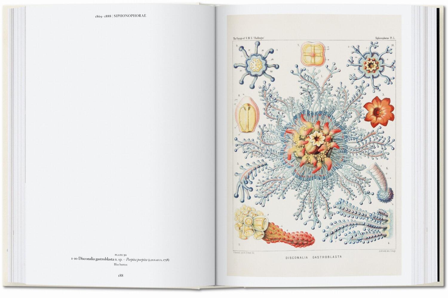 Bild: 9783836584265 | Ernst Haeckel. Kunst und Wissenschaft. 40th Ed. | Julia Voss (u. a.)