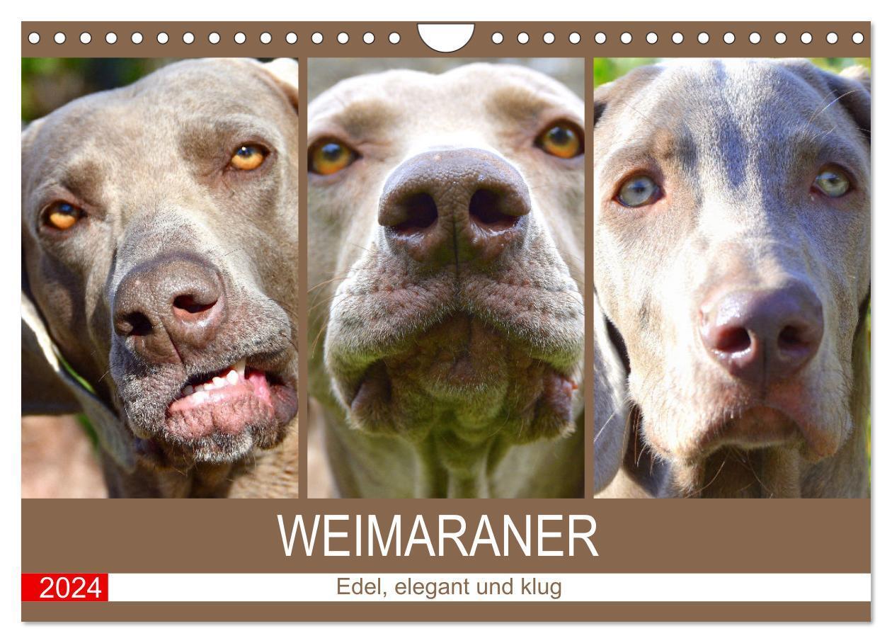 Cover: 9783675626201 | Weimaraner. Edel, elegant und klug (Wandkalender 2024 DIN A4 quer),...