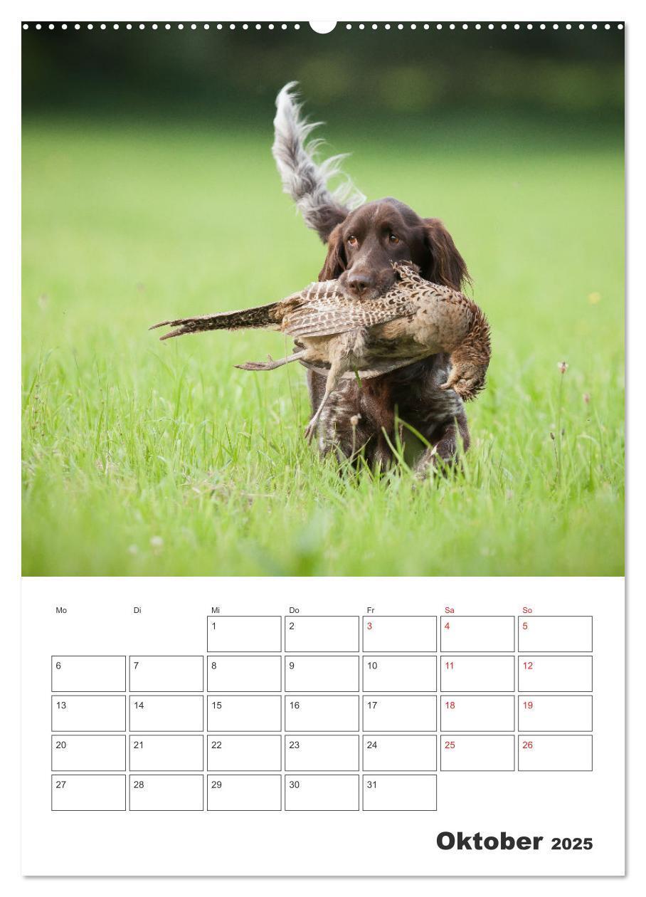 Bild: 9783457163405 | Geboren um zu Jagen. Der kleine Münsterländer (Wandkalender 2025...