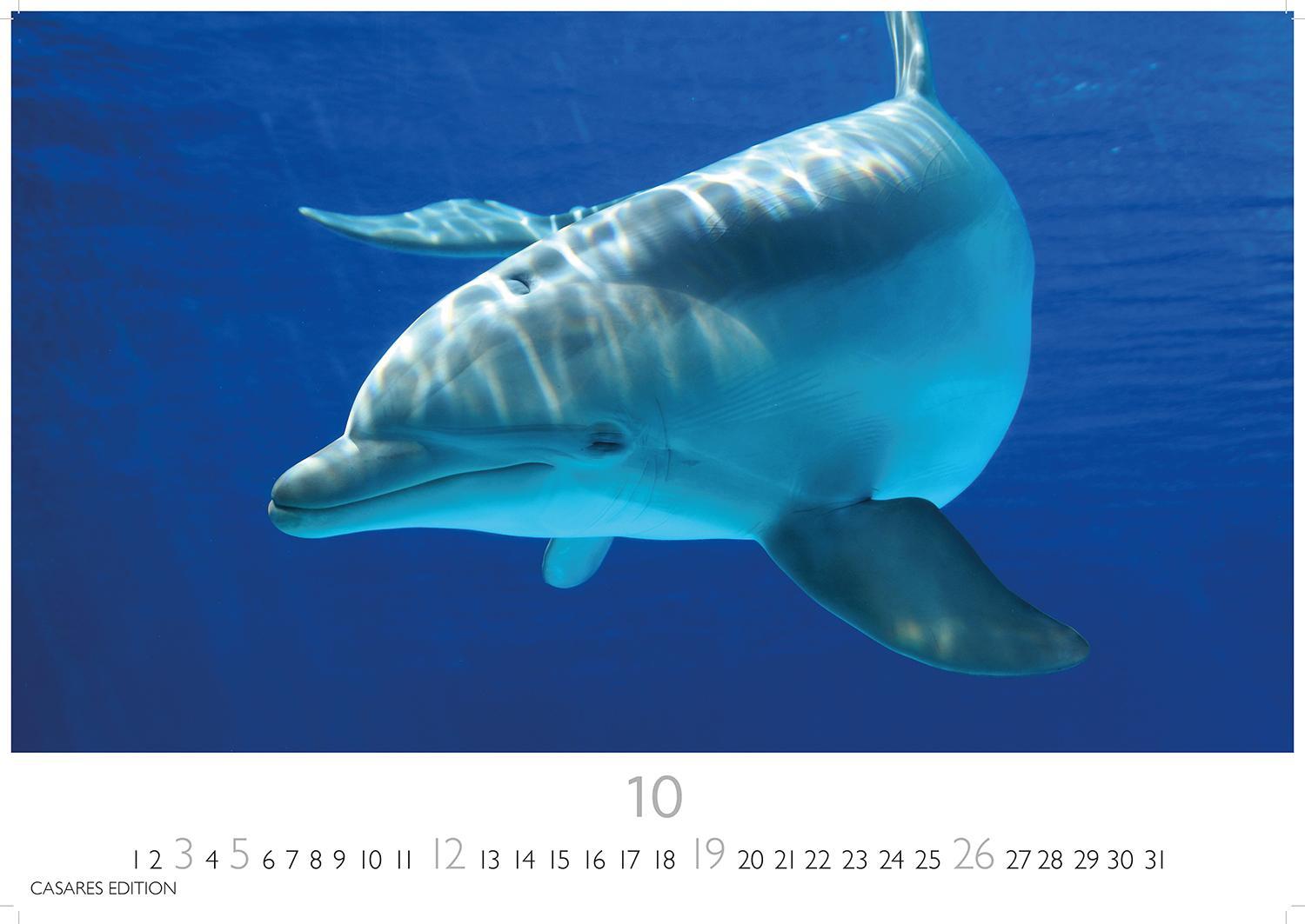 Bild: 9781835241271 | Wale und Delfine 2025 S 24x35cm | Kalender | 14 S. | Deutsch | 2025