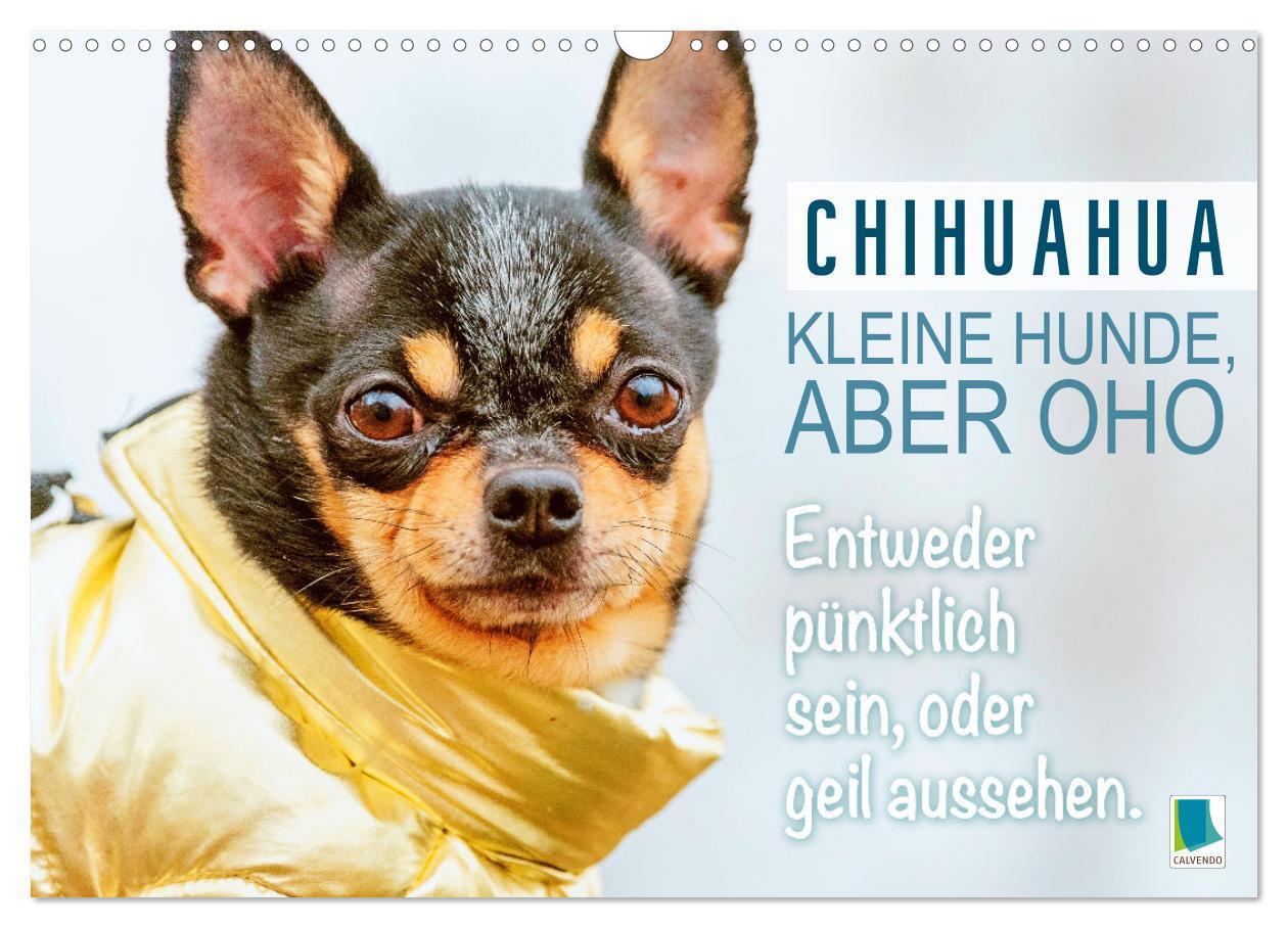 Cover: 9783383718359 | Chihuahua: Kleine Hunde, aber oho (Wandkalender 2024 DIN A3 quer),...