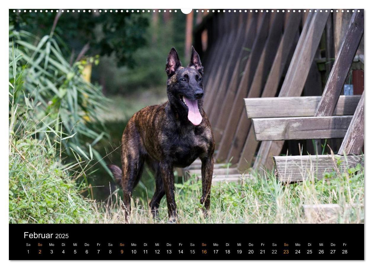 Bild: 9783435686681 | Holländischer Schäferhund (Wandkalender 2025 DIN A2 quer), CALVENDO...