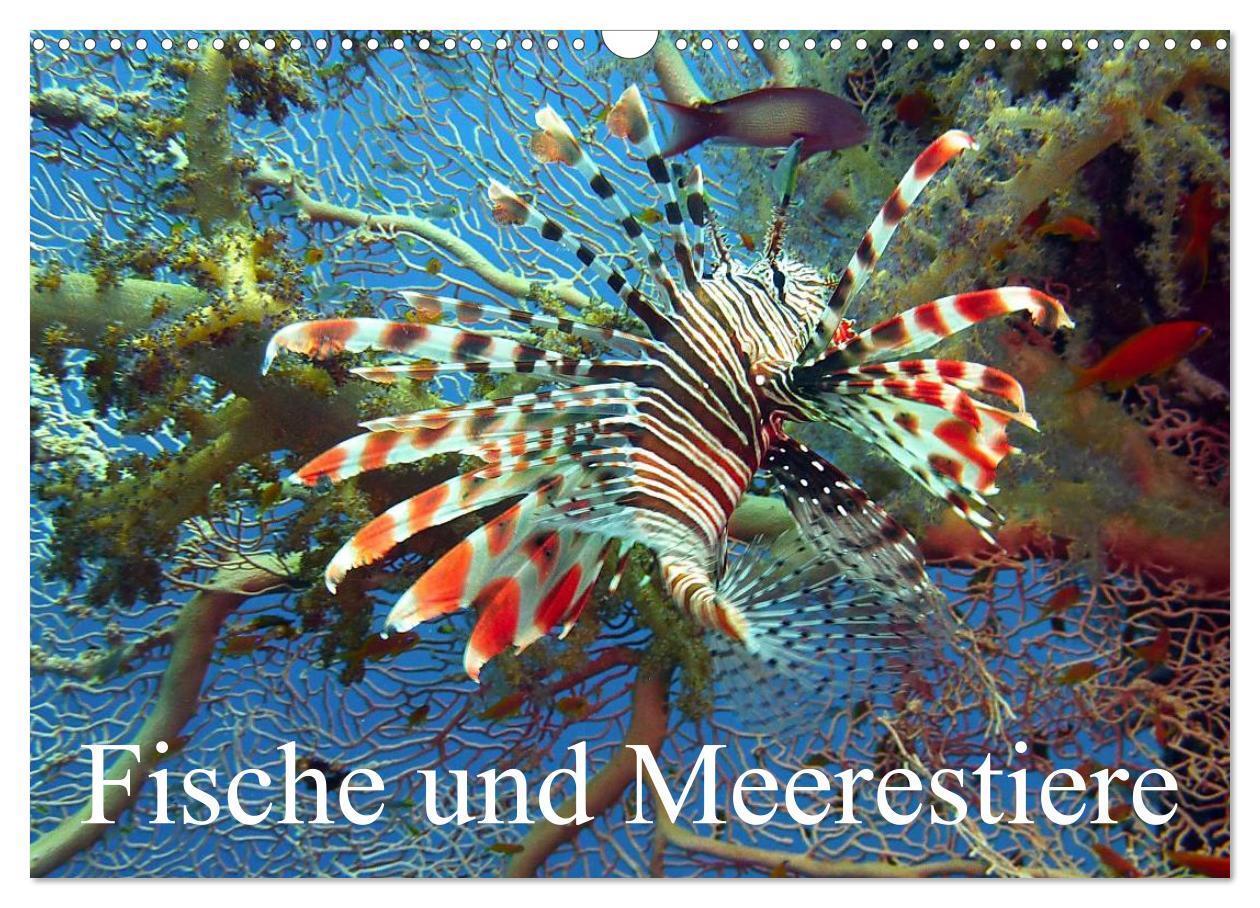 Cover: 9783675587557 | Fische und Meerestiere (Wandkalender 2024 DIN A3 quer), CALVENDO...