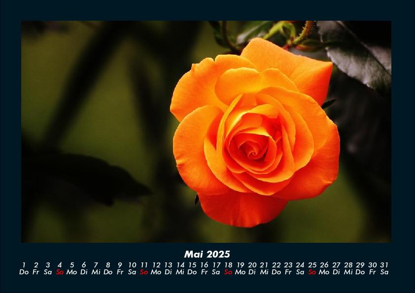 Bild: 9783755981671 | Rosen-Kalender 2025 Fotokalender DIN A4 | Tobias Becker | Kalender