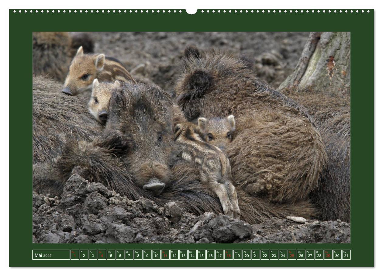 Bild: 9783435776948 | Schweinkram - Die Wildschweine sind los (Wandkalender 2025 DIN A2...